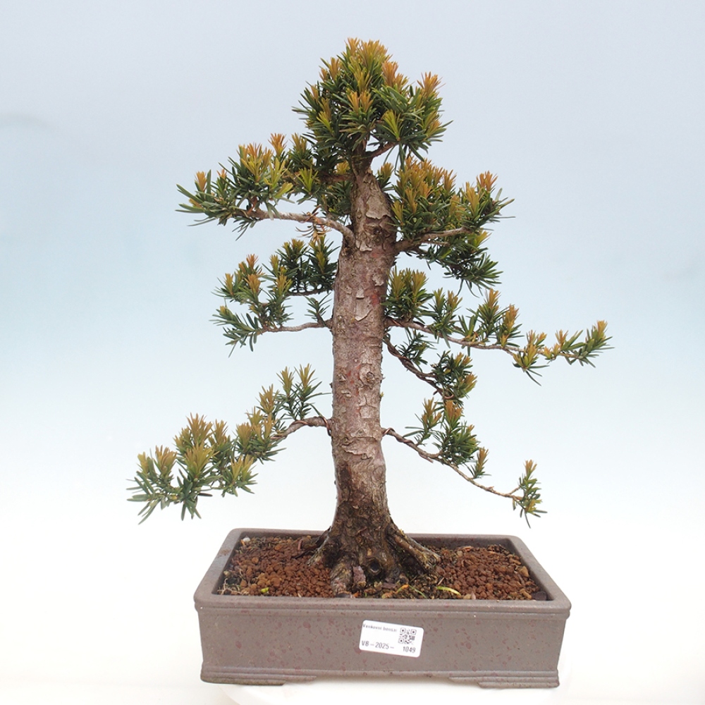 Kültéri bonsai - Taxus cuspidata - japán tiszafa