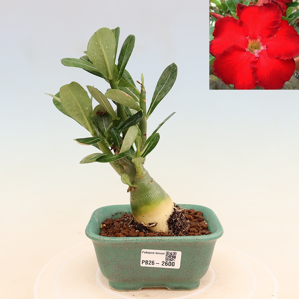 Szobabonsai – Adenium obesum Red Star – Sivatagi rózsa