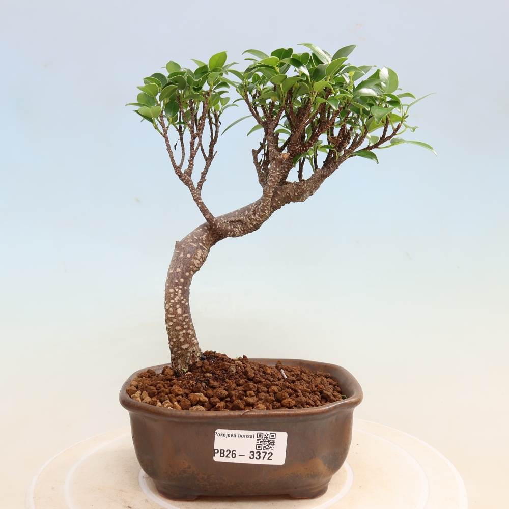 Szobai bonsai - Ficus kimmen - kislevelű fikusz