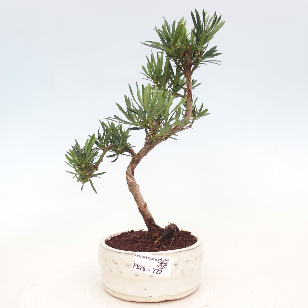 Szobai bonsai - Podocarpus - Kőtiszafa