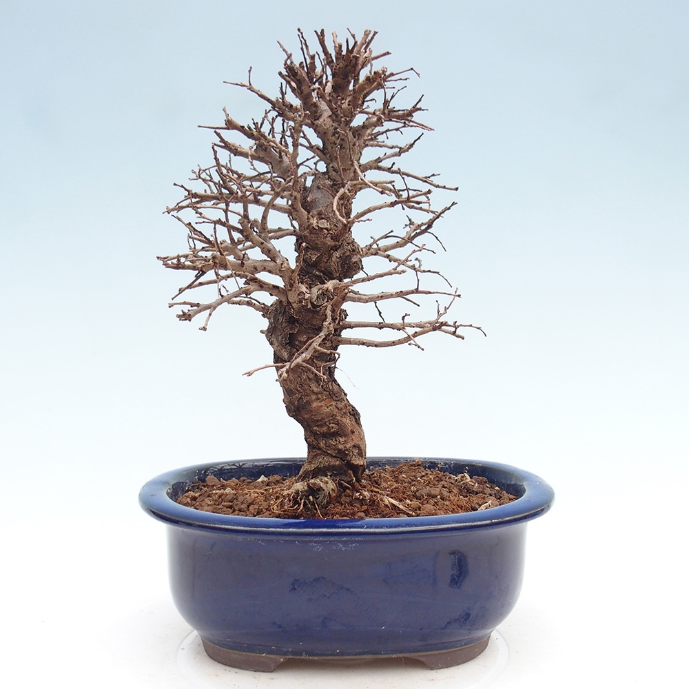 Kültéri bonsai - Zelkova - Zelkova NIRE