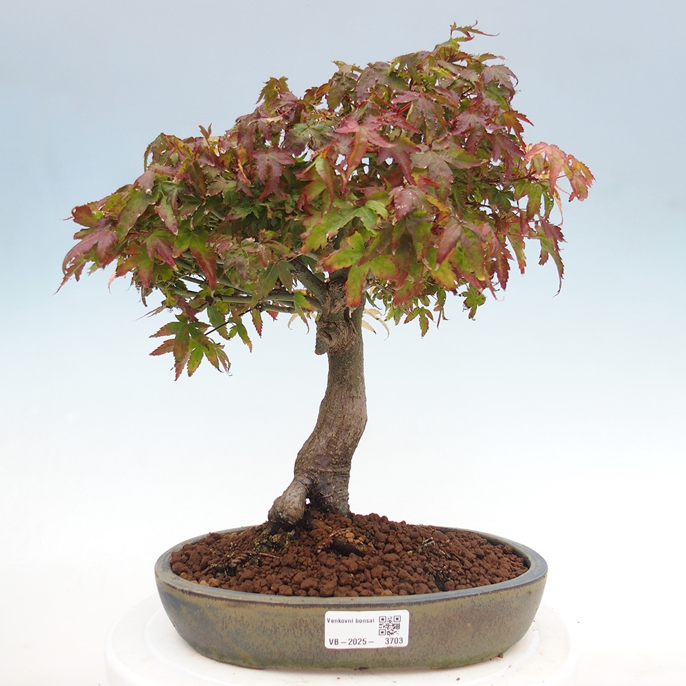 Acer palmatum KIOHIME - Pálma juhar