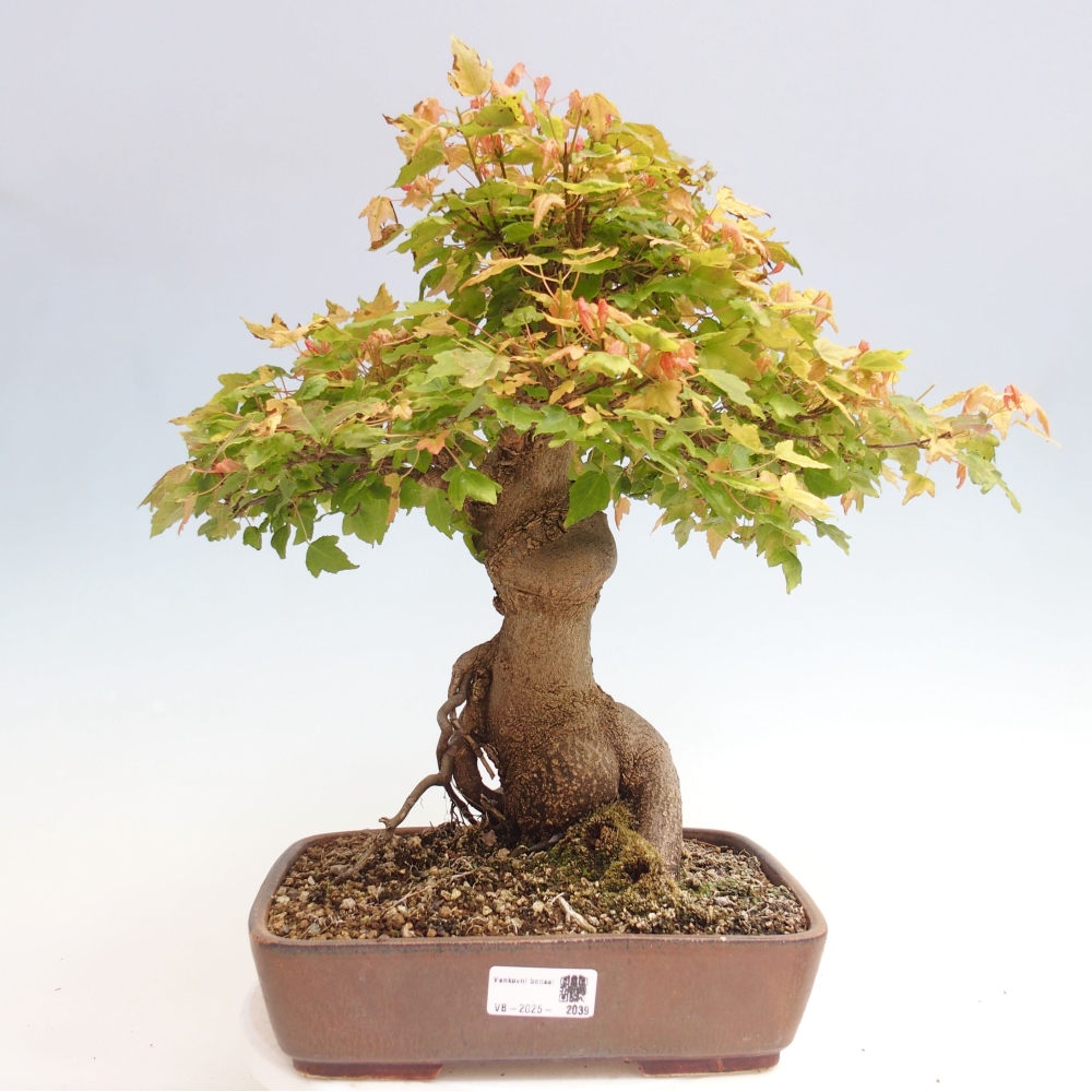 Kültéri bonsai - Acer Buergerianum - Burger juhar