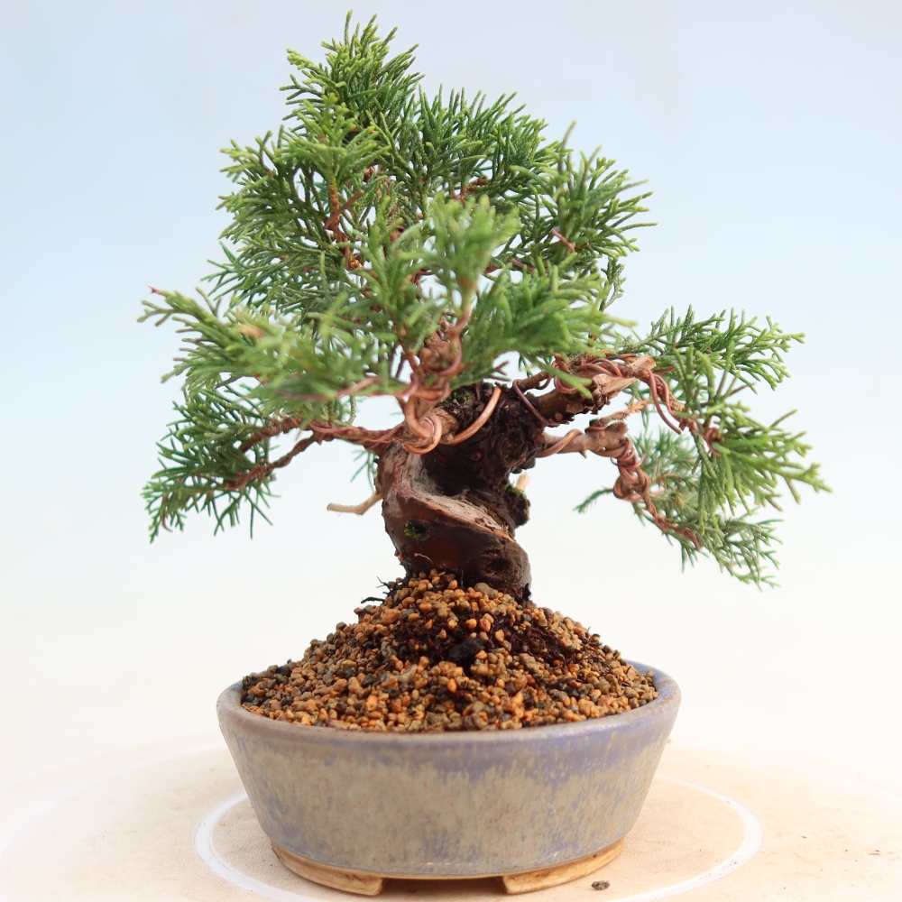 Kültéri bonsai - Juniperus chinensis Itoigawa