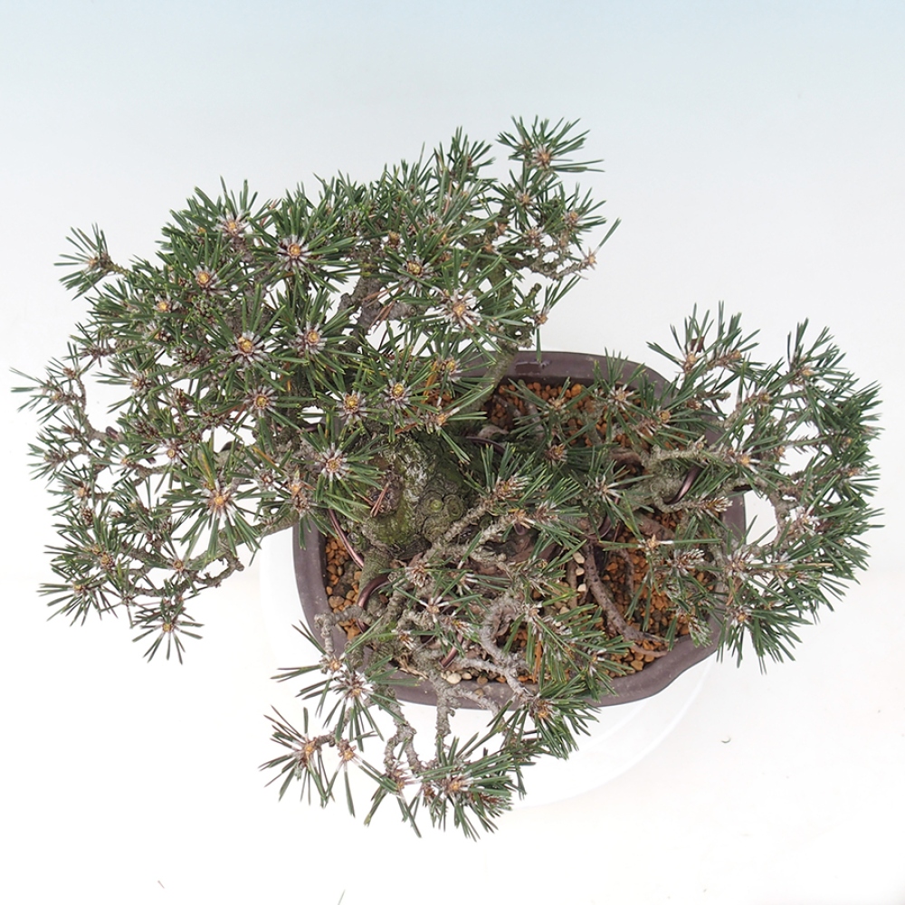 Kültéri bonsai - Pinus thunbergii Kotobuki - Thunberg fenyő