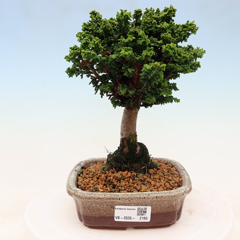 Kültéri bonsai - Cham. obtusa SEKKA HINOKI - Cifra ciprus