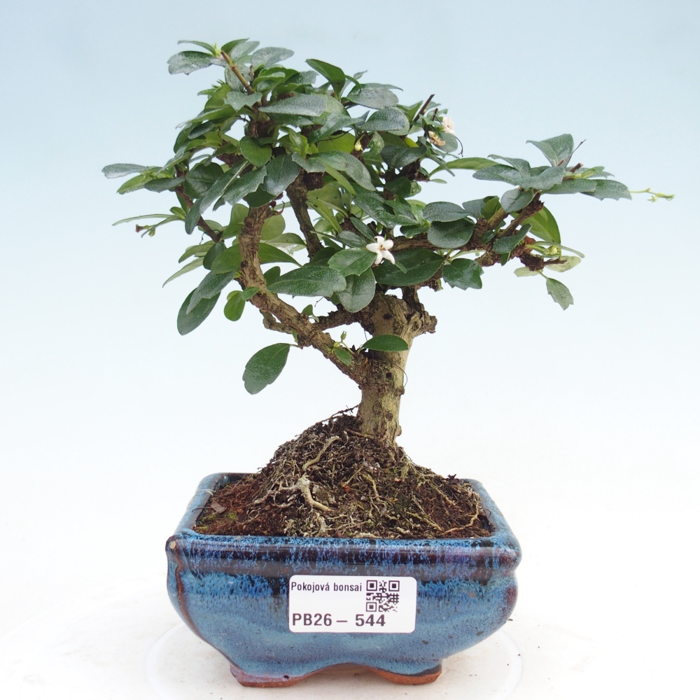 Szobai bonsai - Carmona macrophylla - Tea fuki