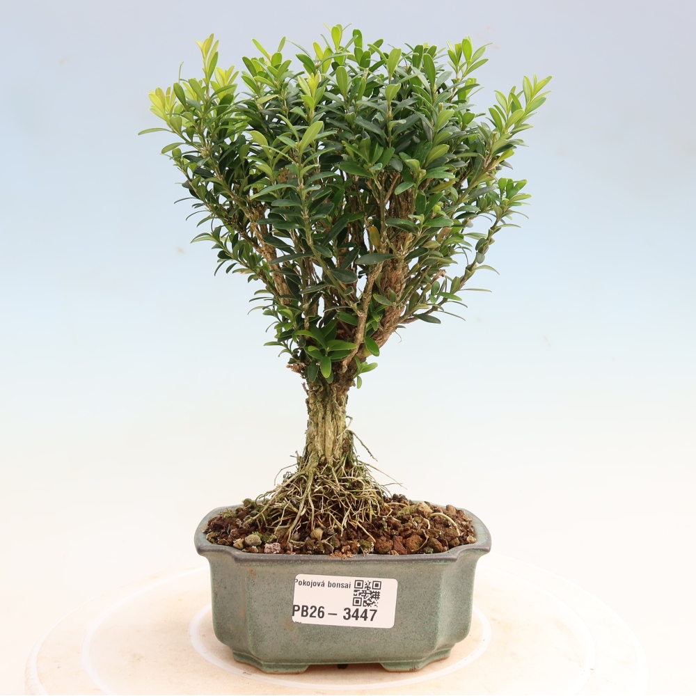 Szobai bonsai - Buxus harlandii - parafa buxus
