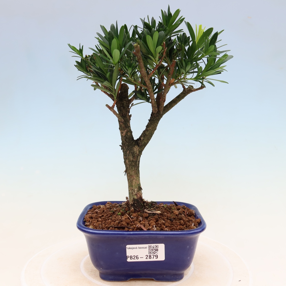 Szobai bonsai - Podocarpus - Kőtiszafa