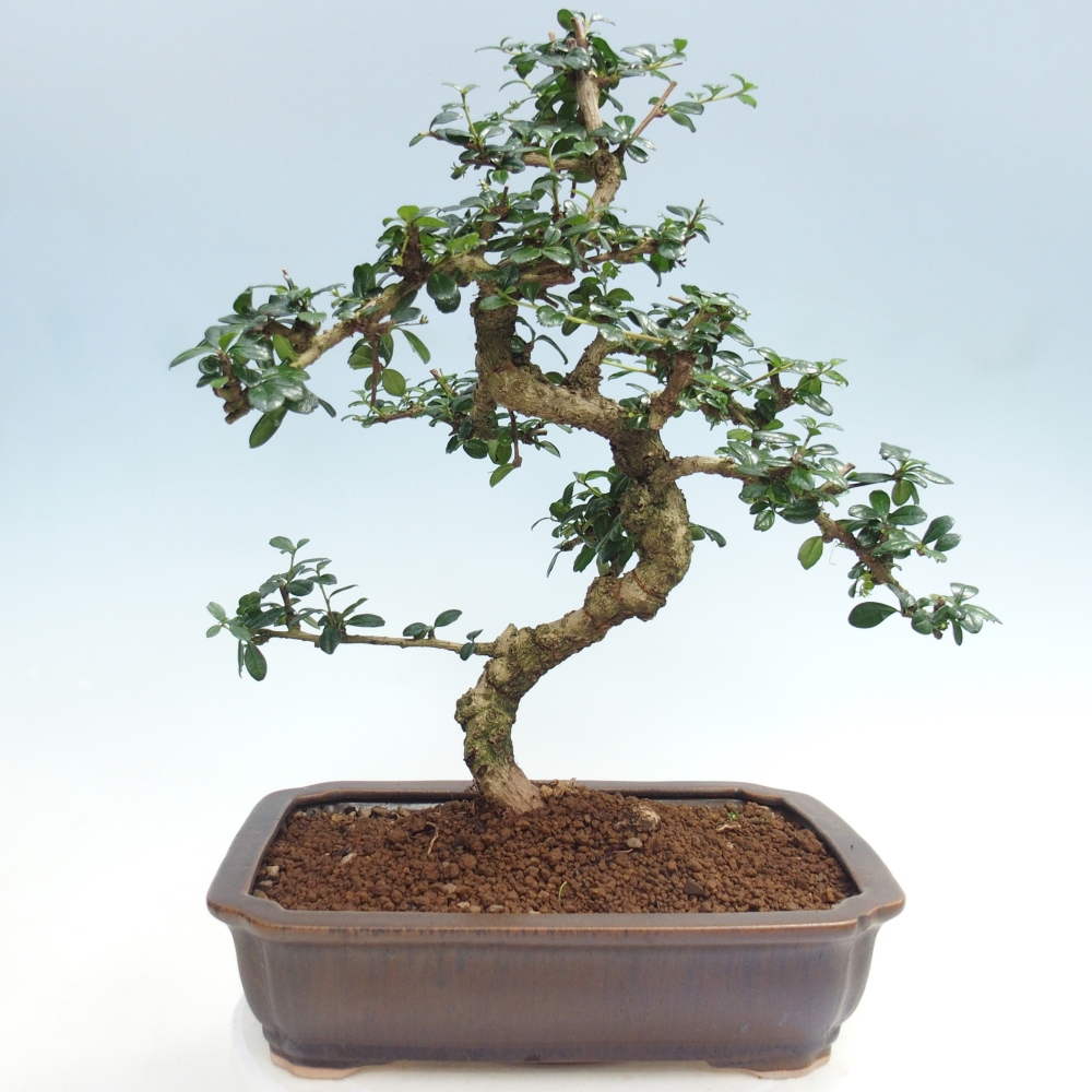 Szobai bonsai - Carmona macrophylla - Tea fuki