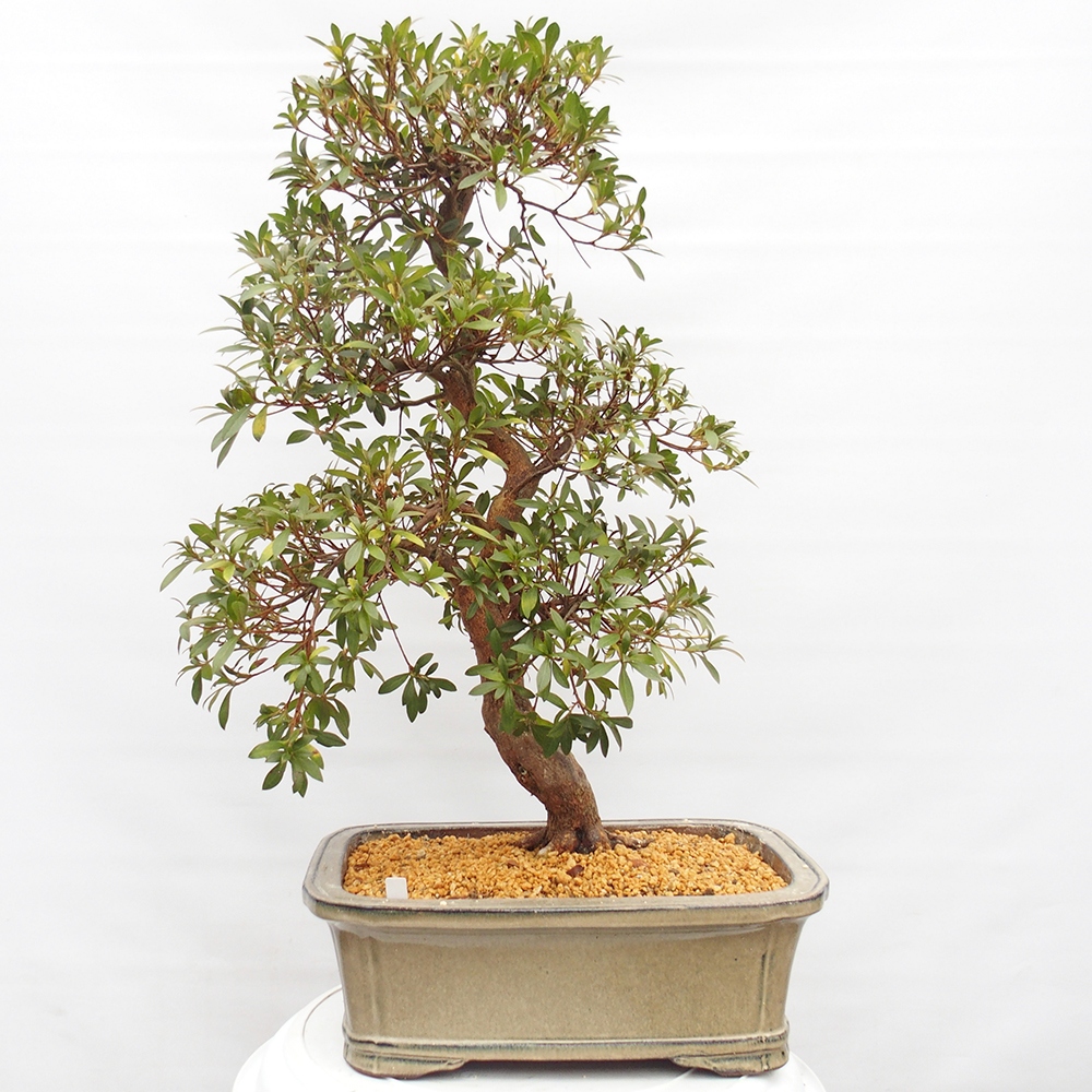 Kültéri bonsai - Japán azálea - Azalea Haruurara