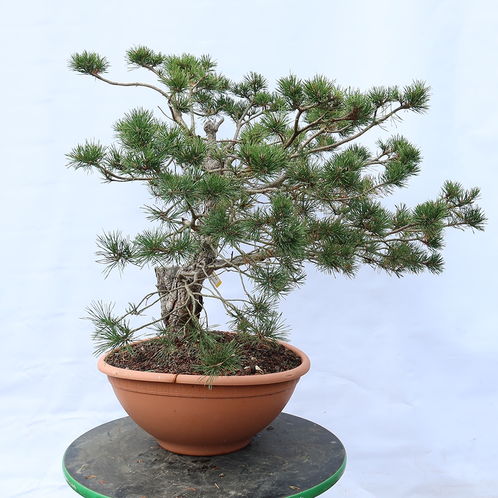 Pinus sylvestris Spanyolország – erdei fenyő