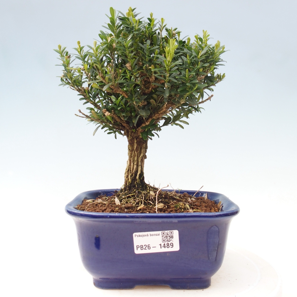 Szobai bonsai - Buxus harlandii - parafa buxus