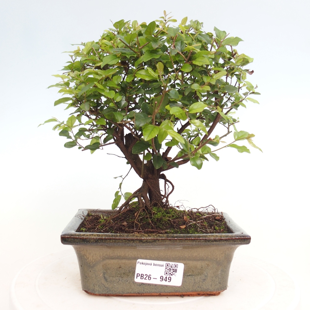 Szobai bonsai - Sageretia thea - Sageretia thea