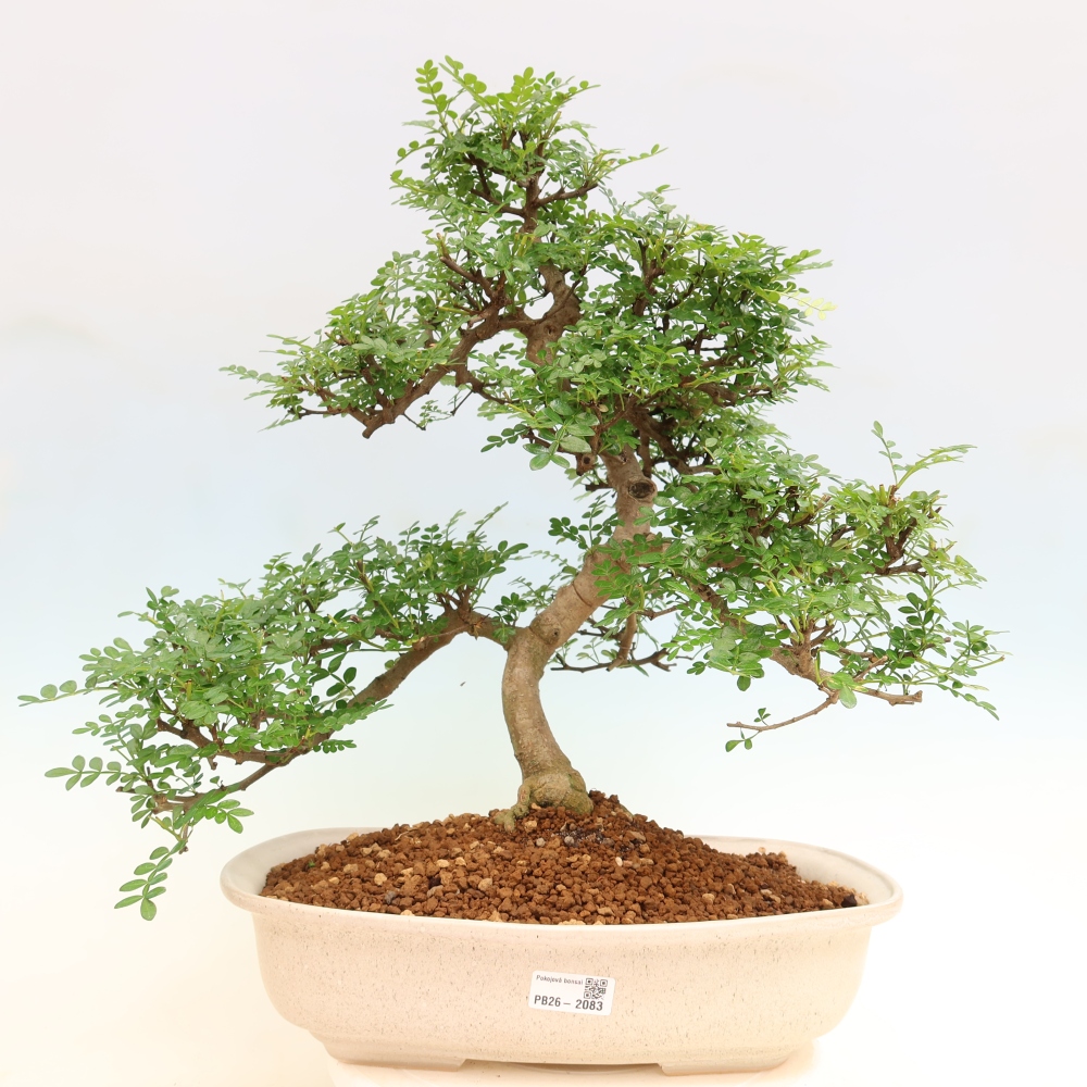 Szobai bonsai - Zantoxylum piperitum - borsfa