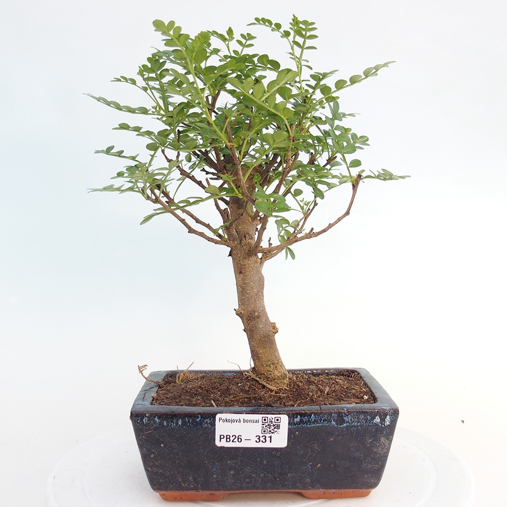 Szobai bonsai - Zantoxylum piperitum - borsfa