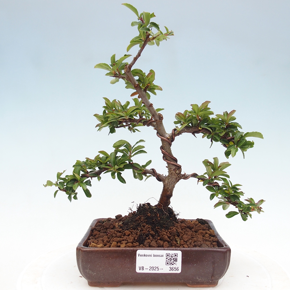 Kültéri bonsai-Pyracantha Teton - Hlox