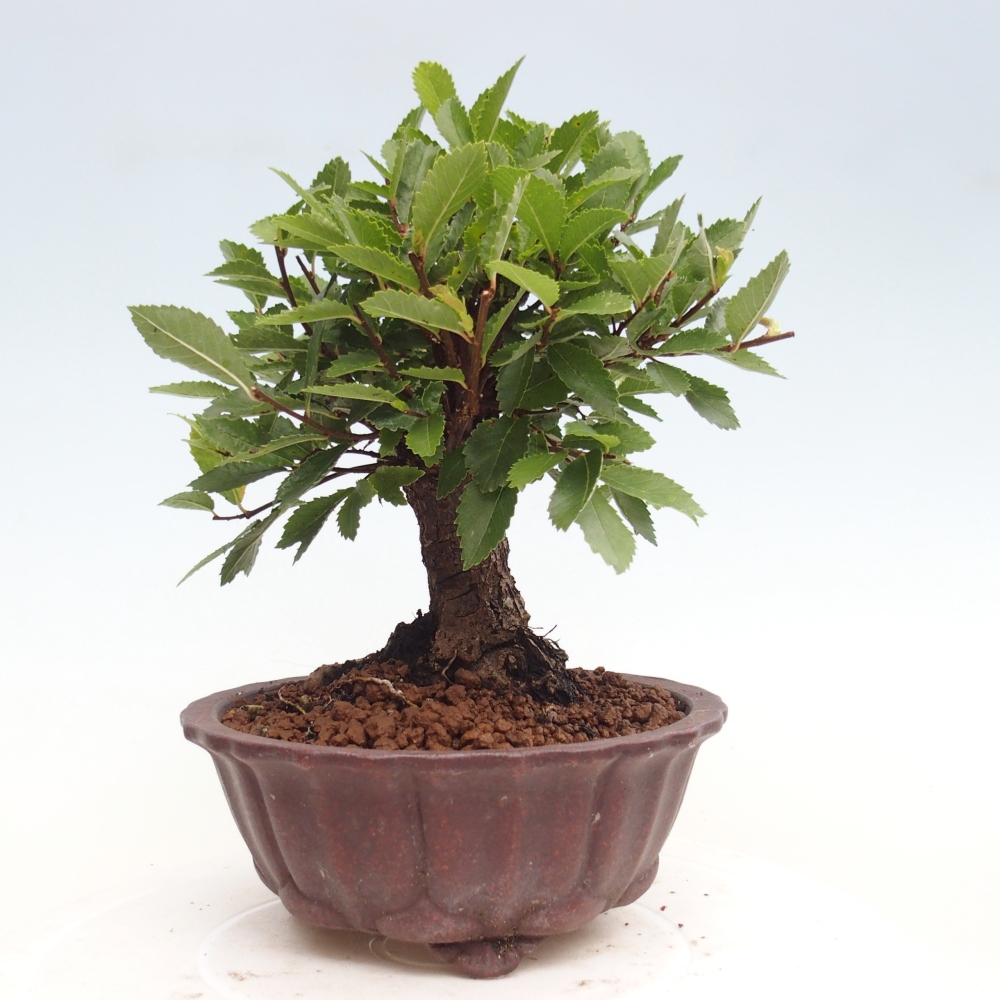 Kültéri bonsai - Zelkova - Zelkova NIRE