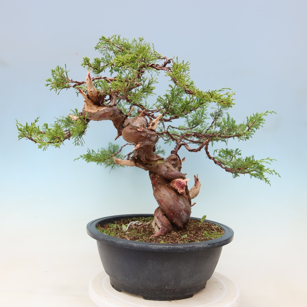 Kültéri bonsai - Juniperus chinensis Itoigawa-Juniperus chinensis