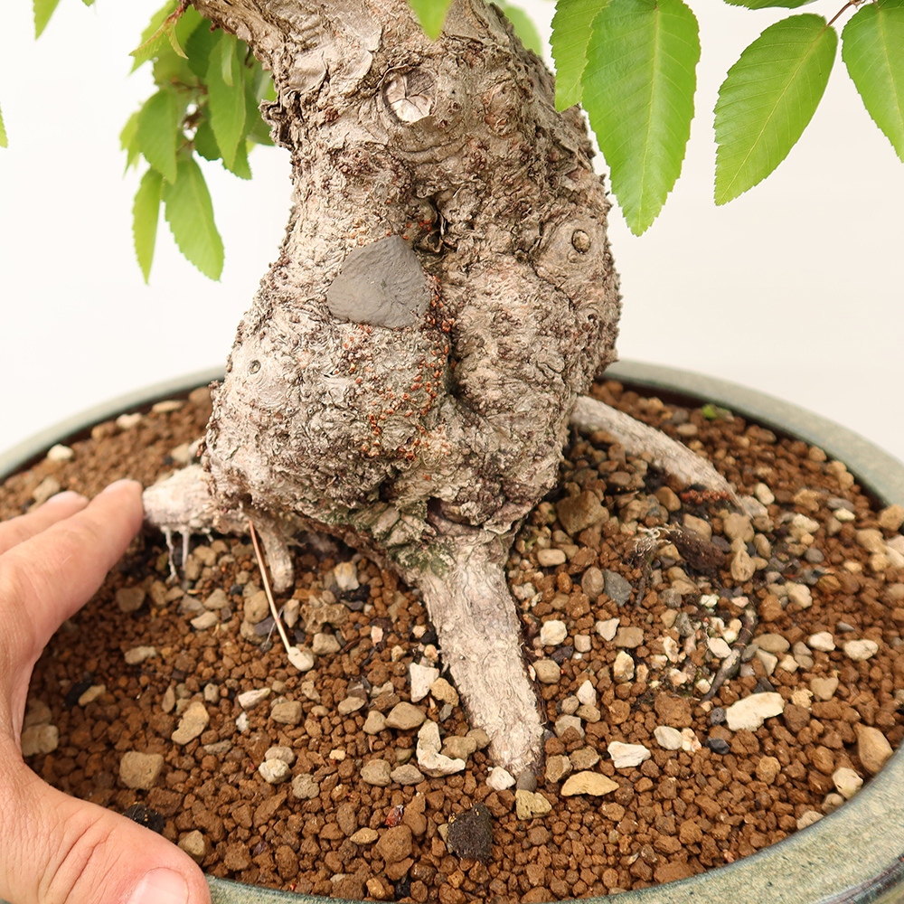 Kültéri bonsai -Carpinus Coreana - Koreai gyertyánfa