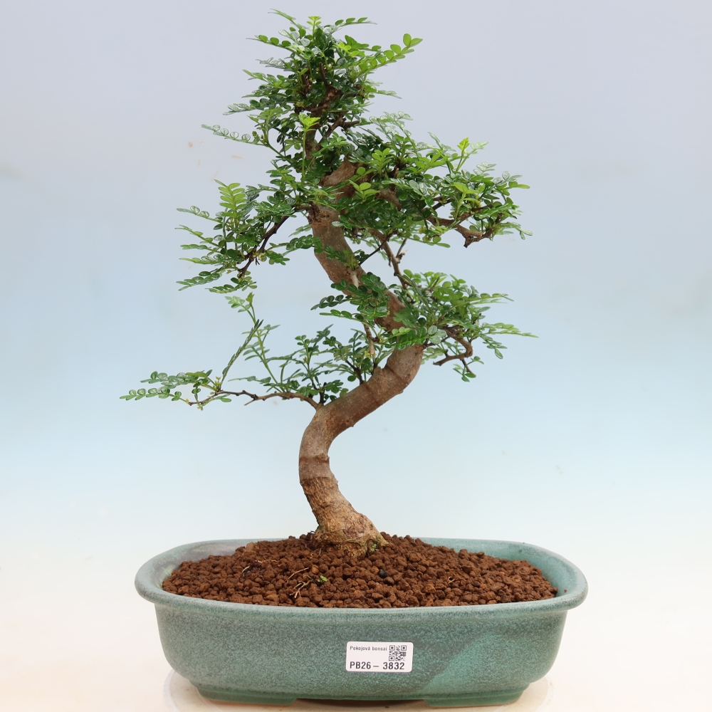 Szobai bonsai - Zantoxylum piperitum - borsfa
