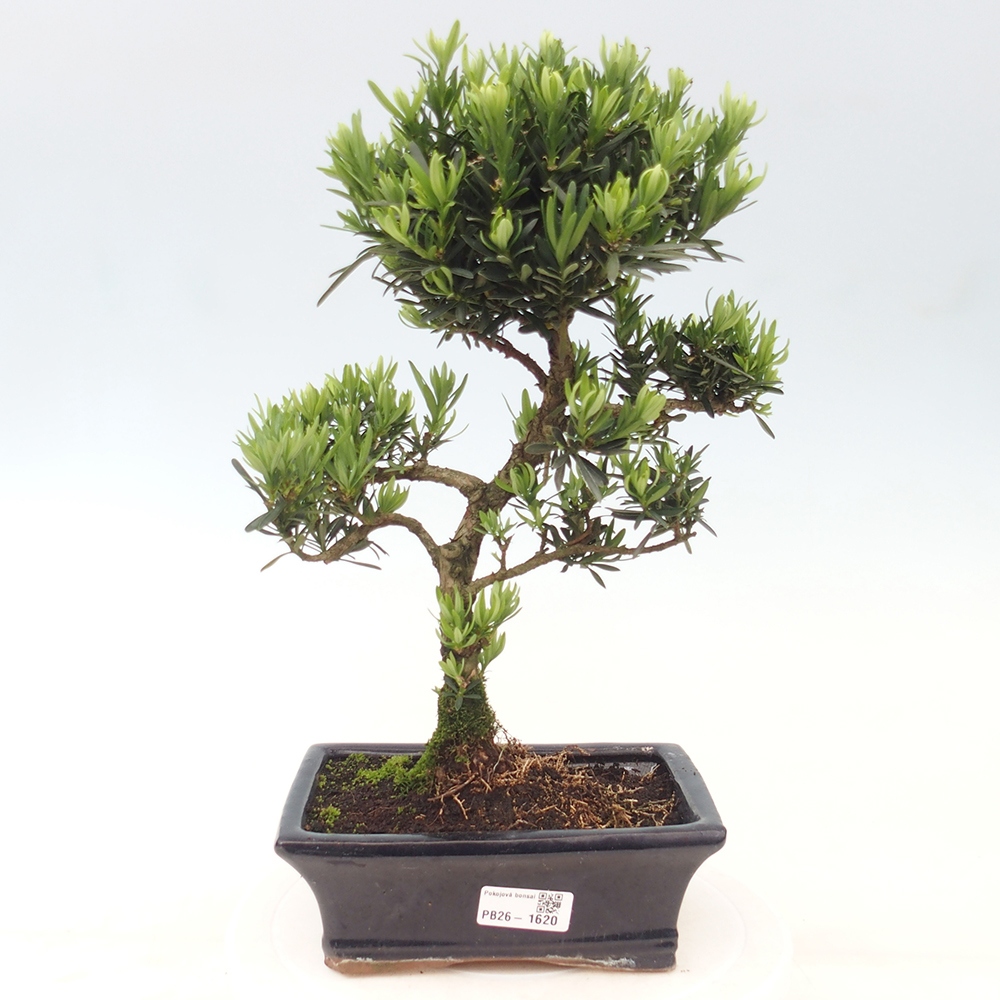 Szobai bonsai - Podocarpus - Kőtiszafa
