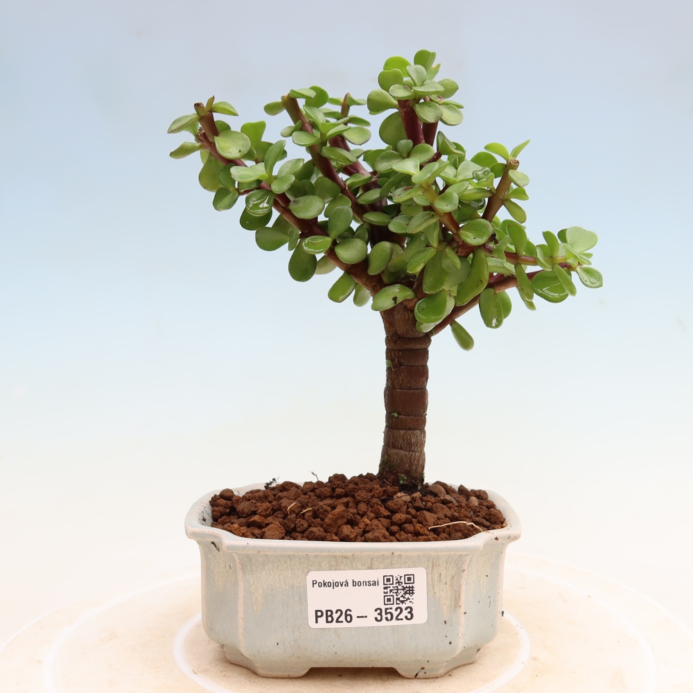 Szoba bonsai - Portulakaria Afra - Tlustice