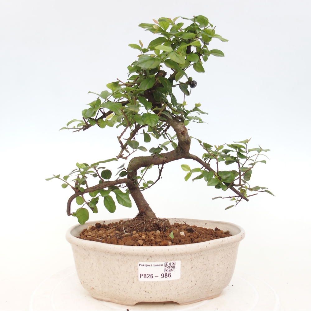 Szobai bonsai - Sageretia thea - Sageretia thea
