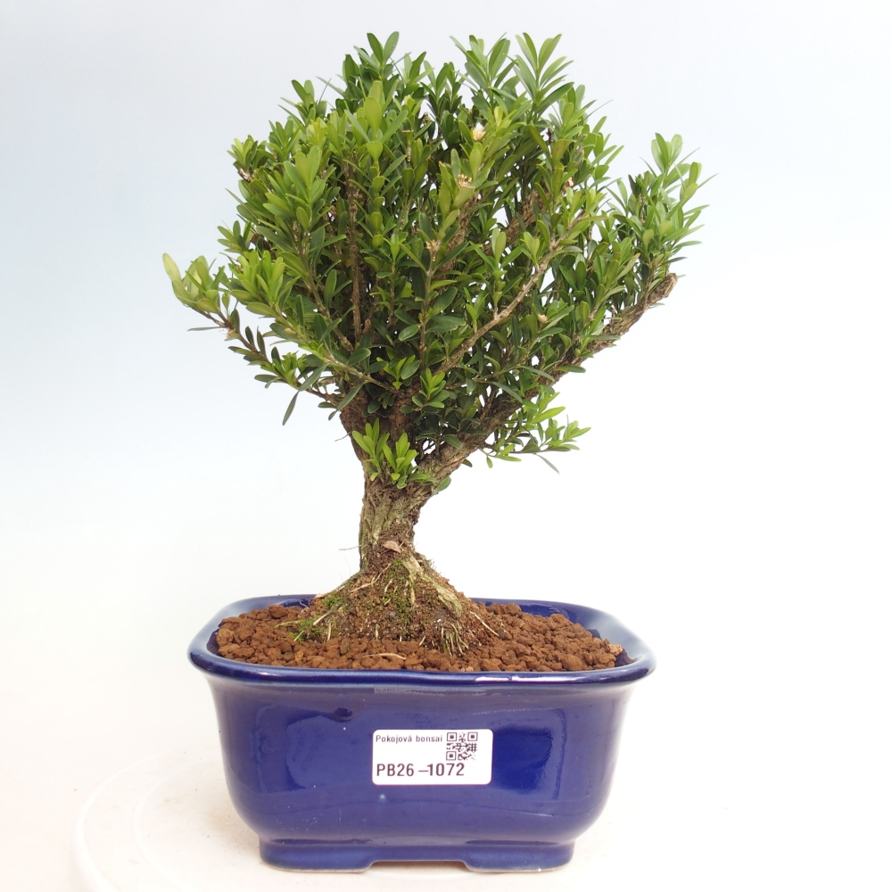 Szobai bonsai - Buxus harlandii - parafa buxus