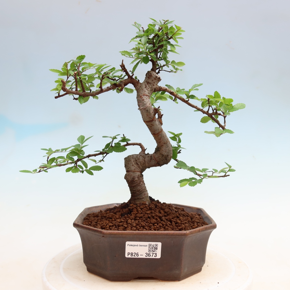 Szobai bonsai - Ulmus parvifolia - Kislevelű szilfa
