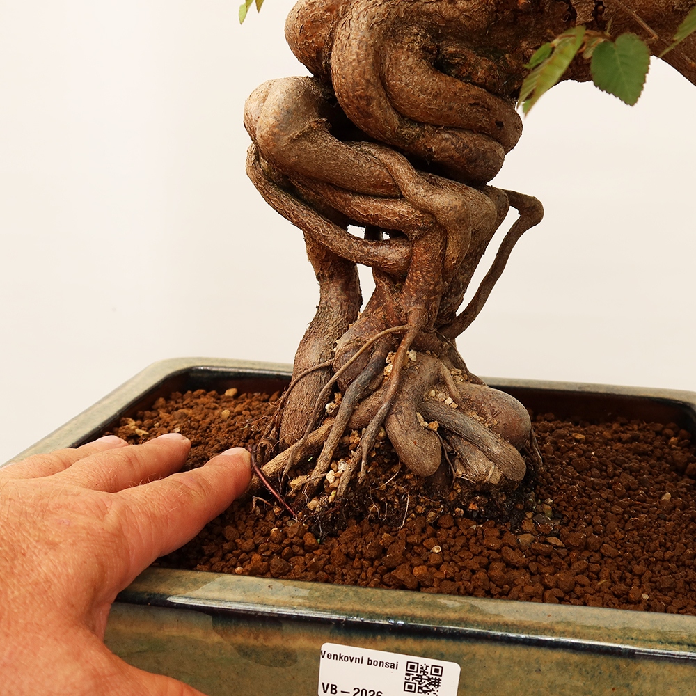 Kültéri bonsai -Carpinus Coreana - Koreai gyertyánfa