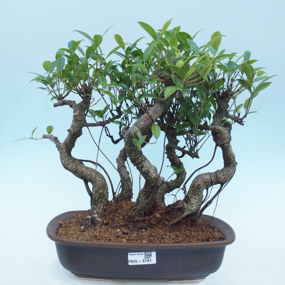 Szobai bonsai - Ficus kimmen - kislevelű fikusz