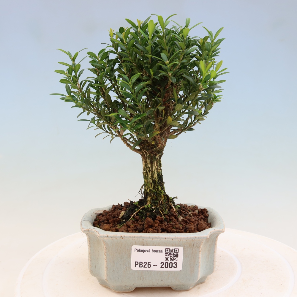 Szobai bonsai - Buxus harlandii - parafa buxus