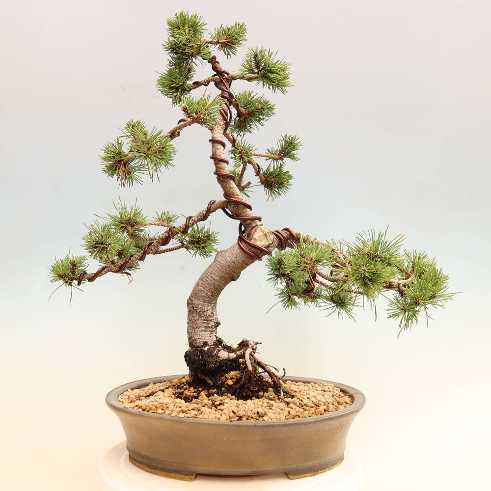 Kültéri bonsai – Pinus mugo Humpy – Törpefenyő