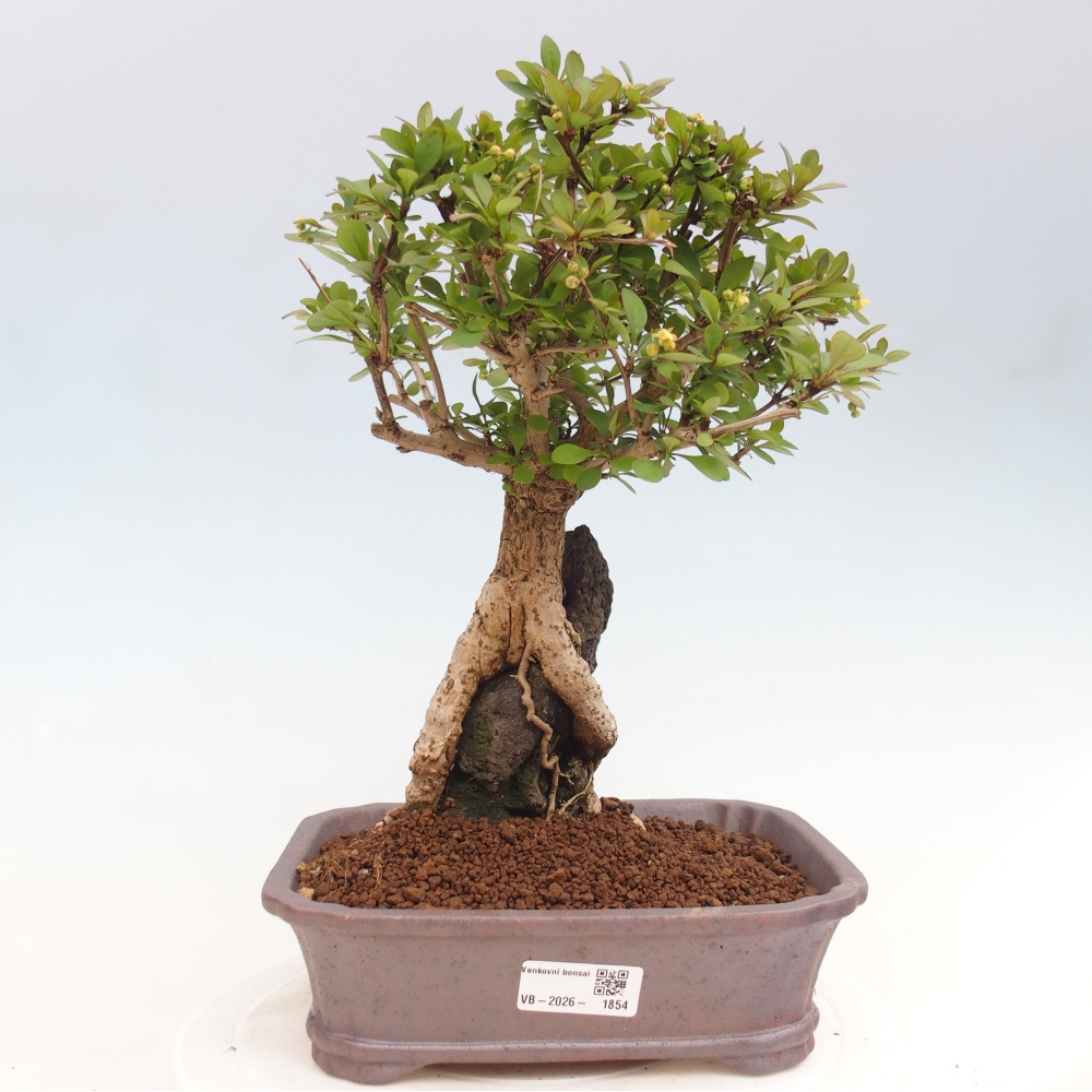 Kültéri bonsai - Berberis coreana