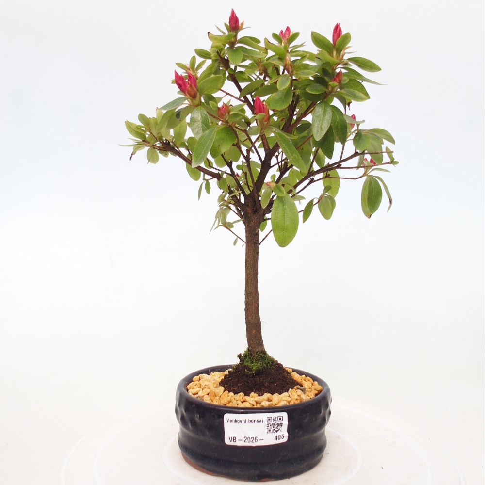 Kültéri bonsai - japán azálea - Azalea sp.