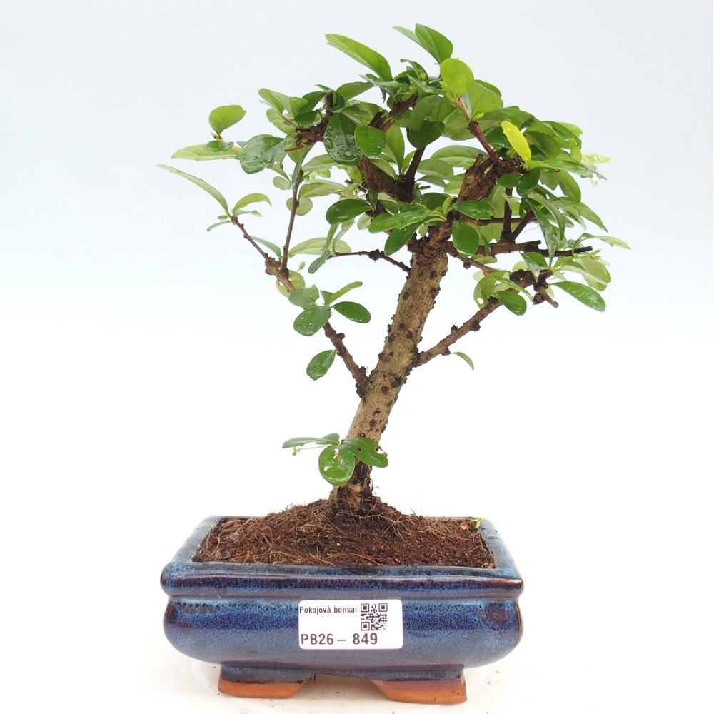 Szobai bonsai - Carmona macrophylla - Tea fuki