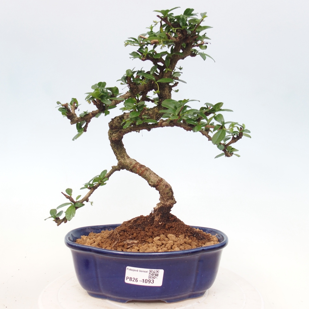 Szobai bonsai - Carmona macrophylla - Tea fuki