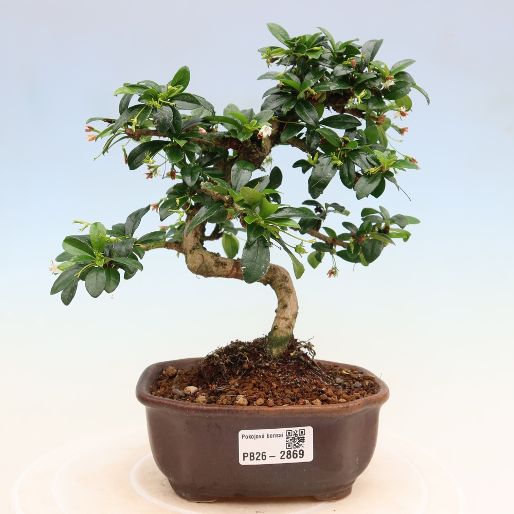 Szobai bonsai - Carmona macrophylla - Tea fuki
