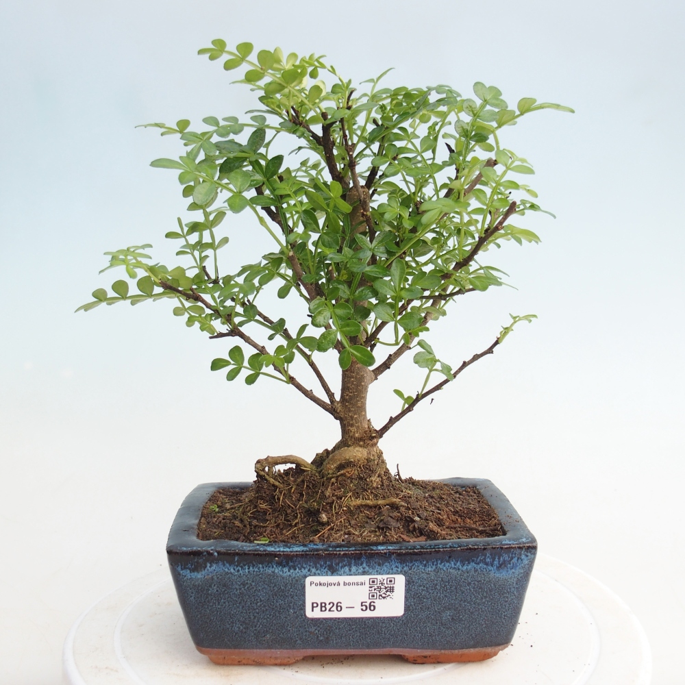 Szobai bonsai - Zantoxylum piperitum - borsfa