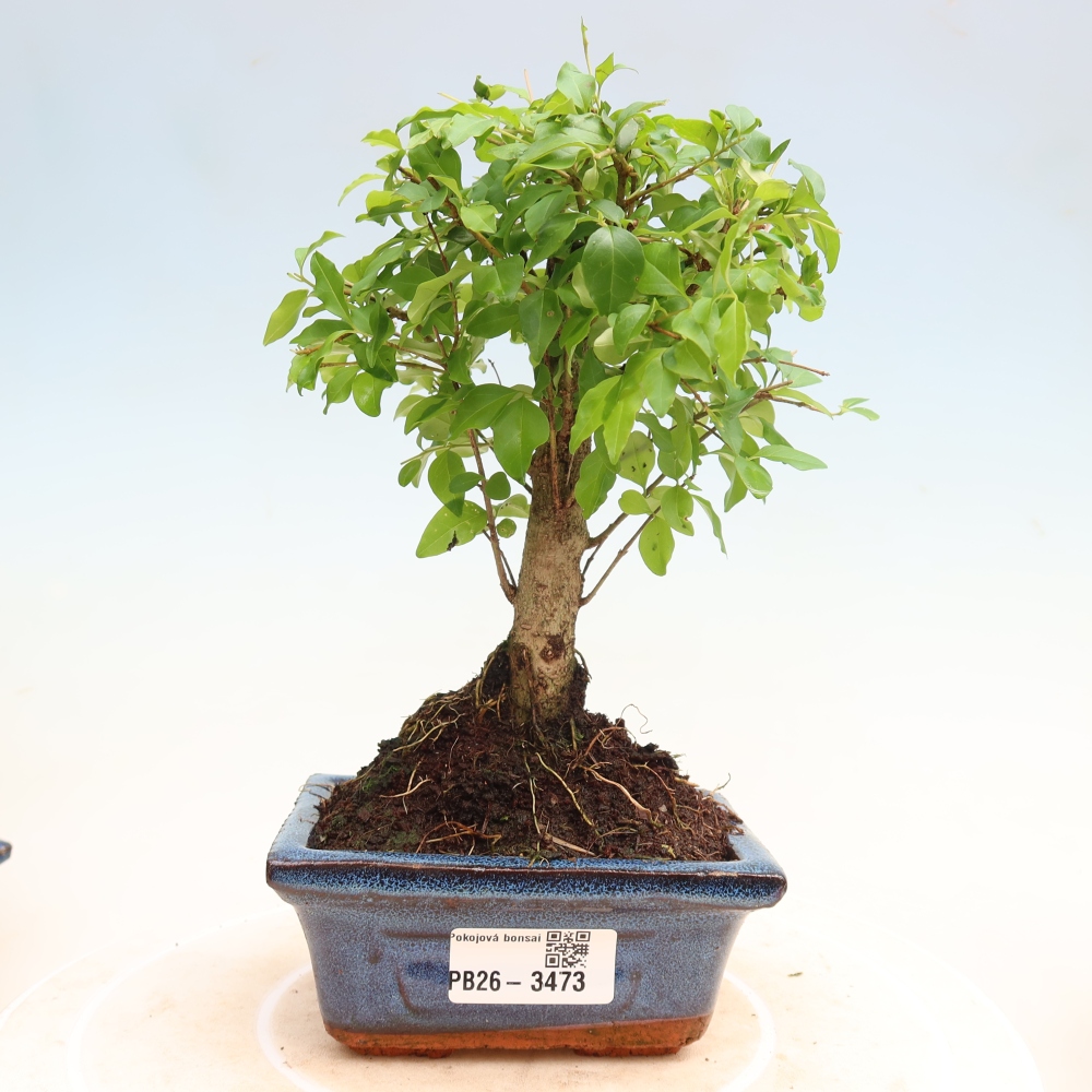 Szobai bonsai -Ligustrum chinensis - Madárcsőr