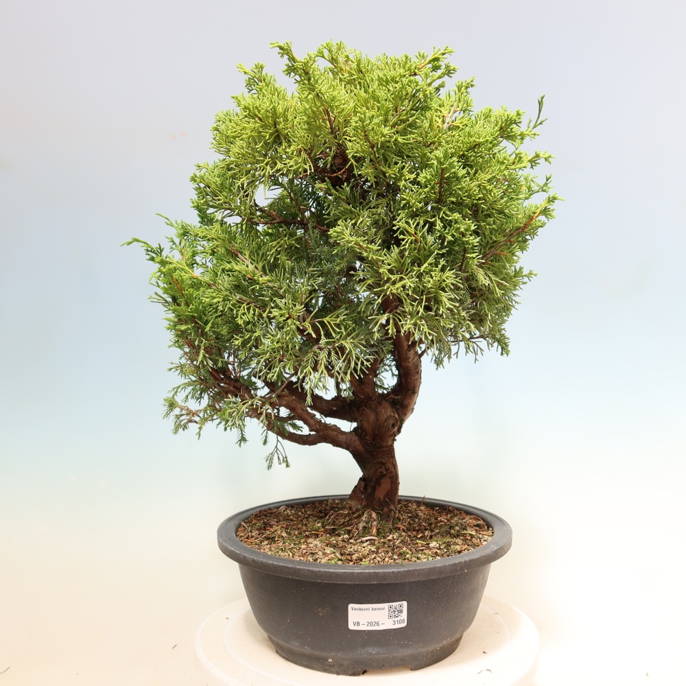 Kültéri bonsai - Juniperus chinensis Itoigawa-Juniperus chinensis