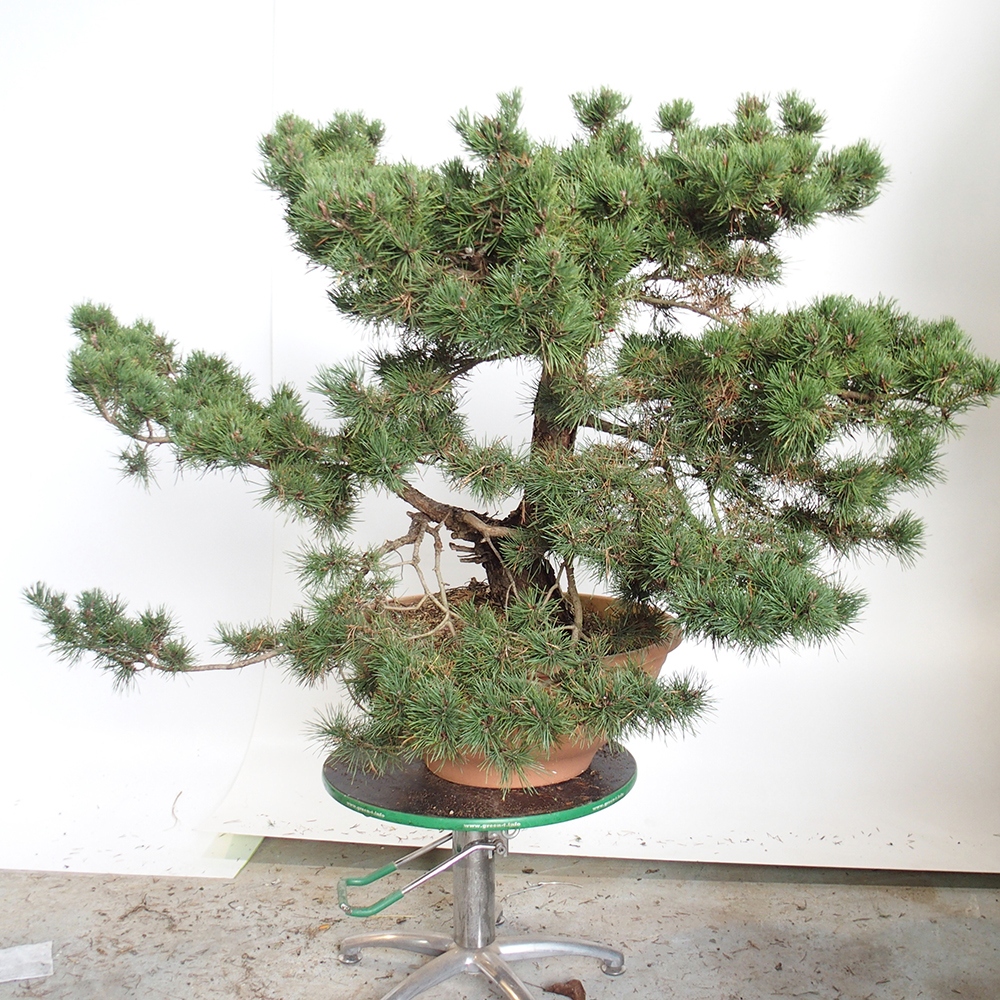 Yamadori - Pinus sylvestris Spanyolország