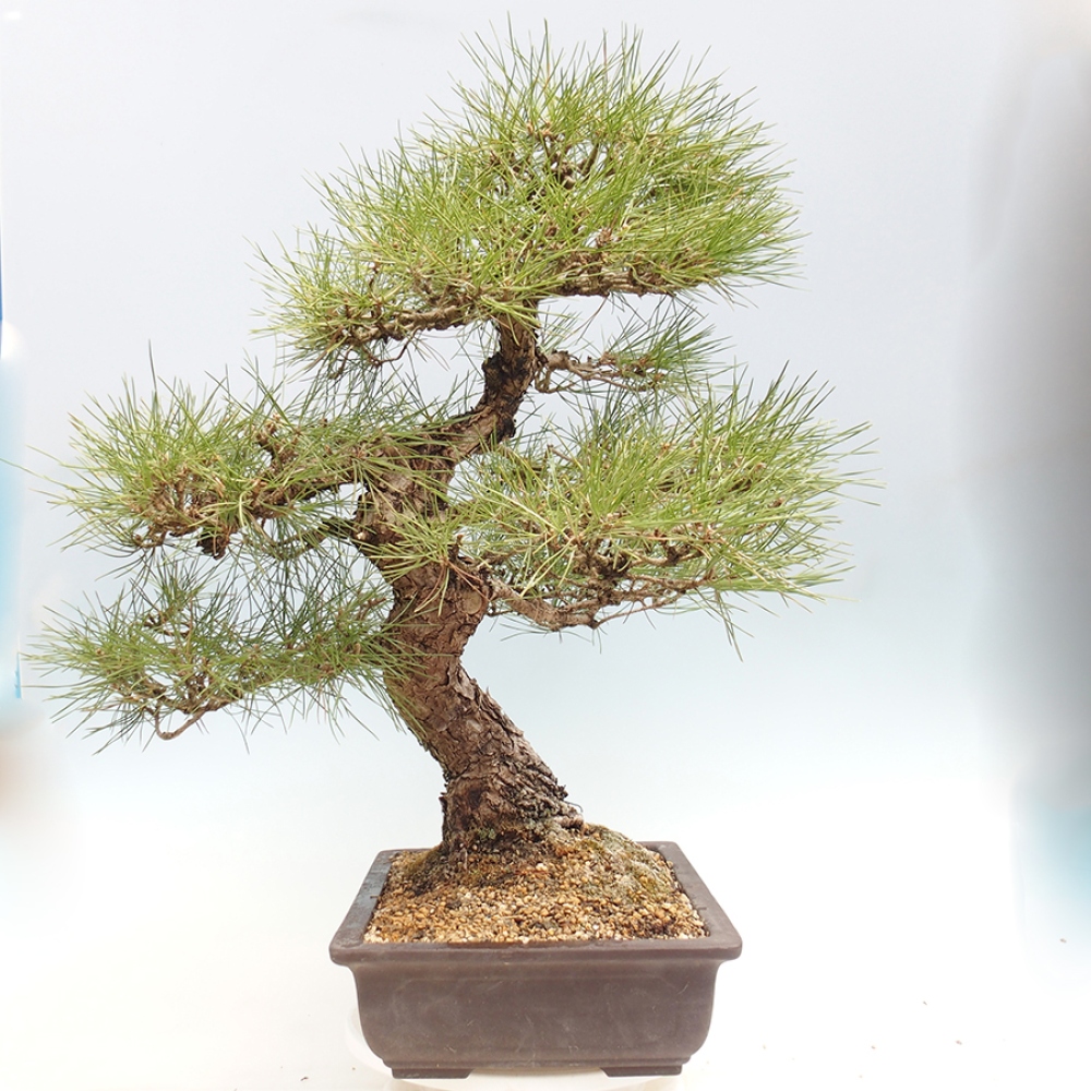 Kültéri bonsai - Pinus thunbergii - Thunberg fenyő