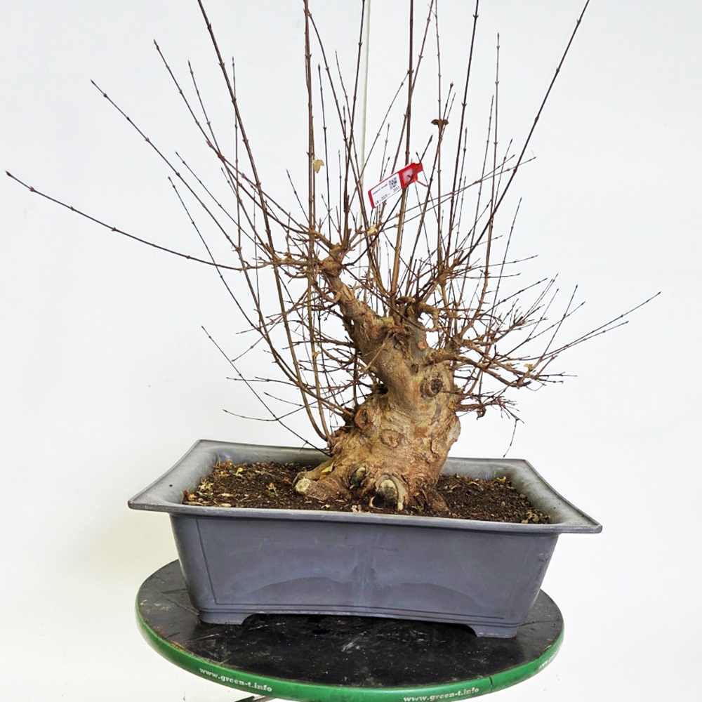Kültéri bonsai juhar Burger - Acer Burgeriana
