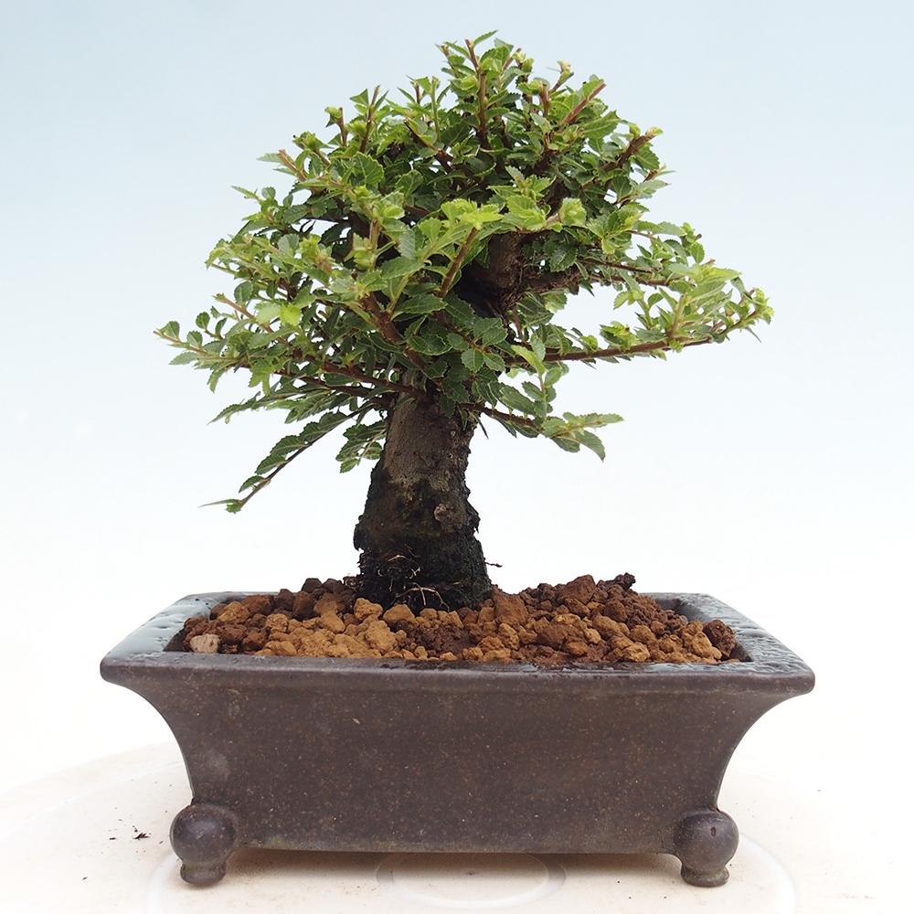 Kültéri bonsai - Ulmus parvifolia Hokkaido - Kínai szil - Ulmus parvifolia Hokkaido