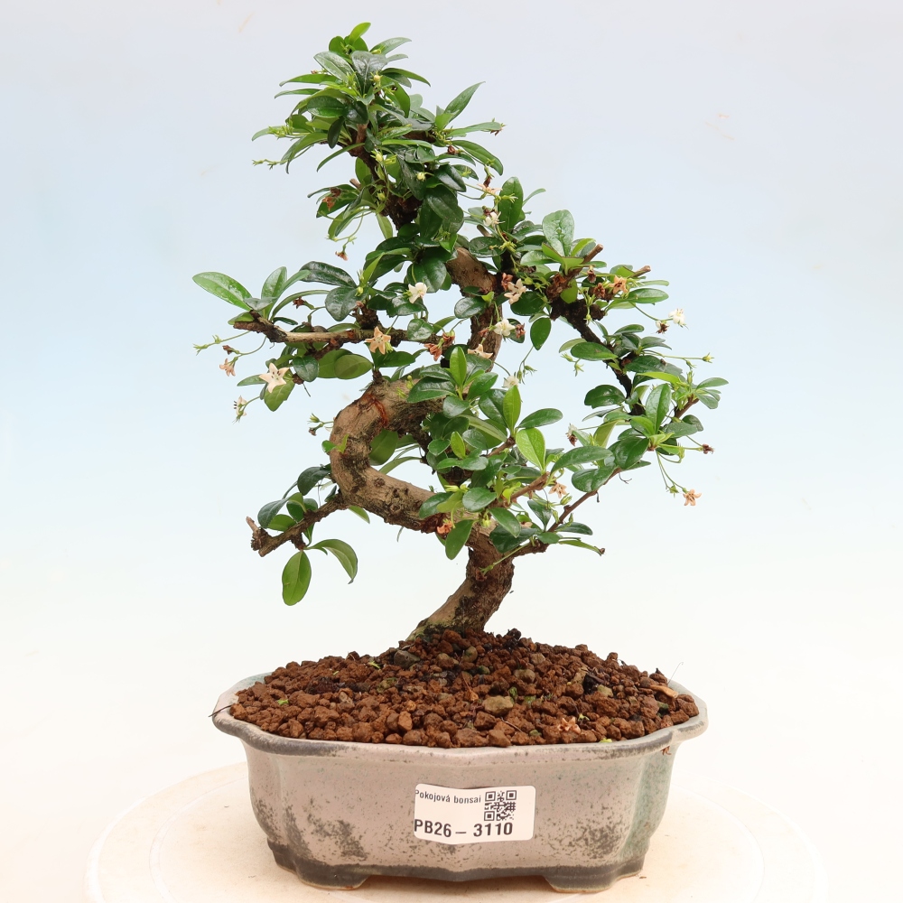 Szobai bonsai - Carmona macrophylla - Tea fuki
