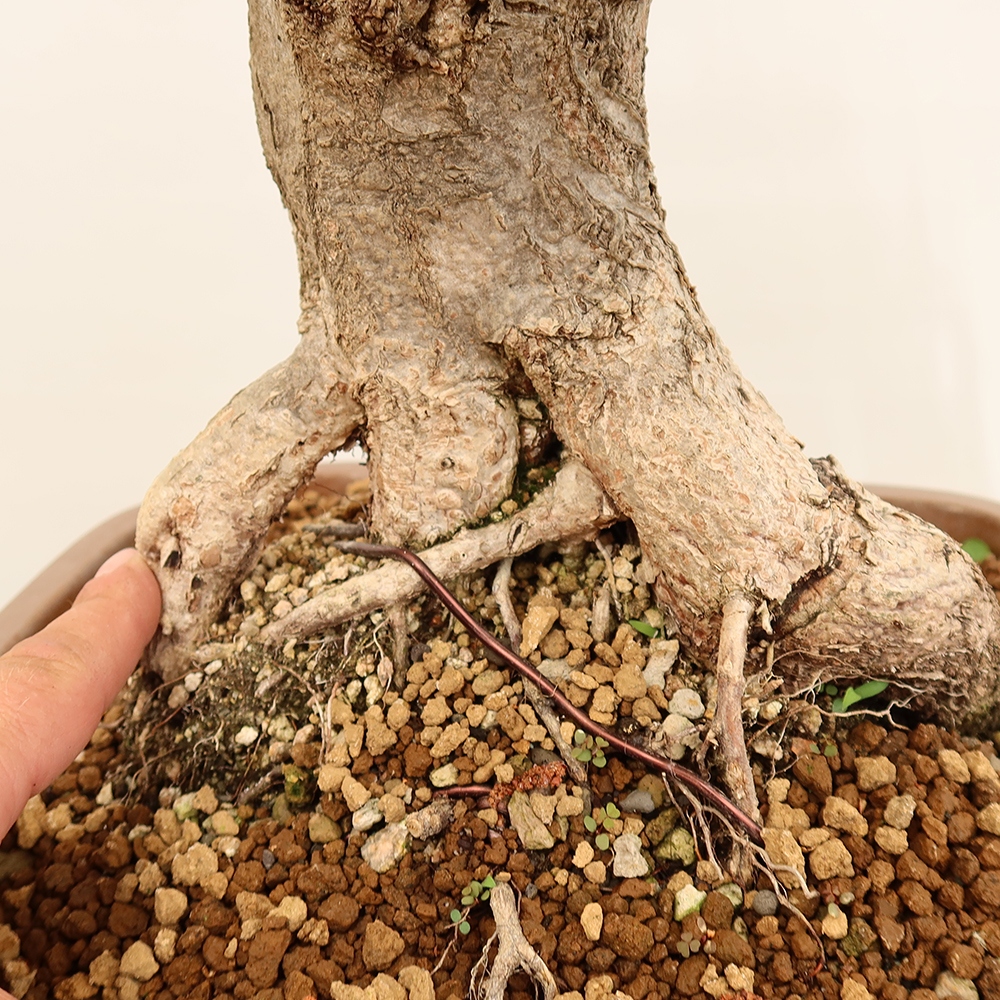 Kültéri bonsai -Carpinus Coreana - Koreai gyertyánfa