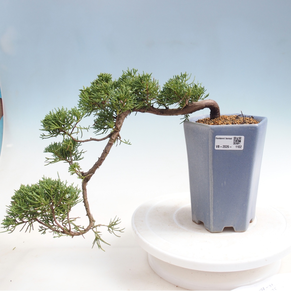 Kültéri bonsai - Juniperus chinensis Kishu