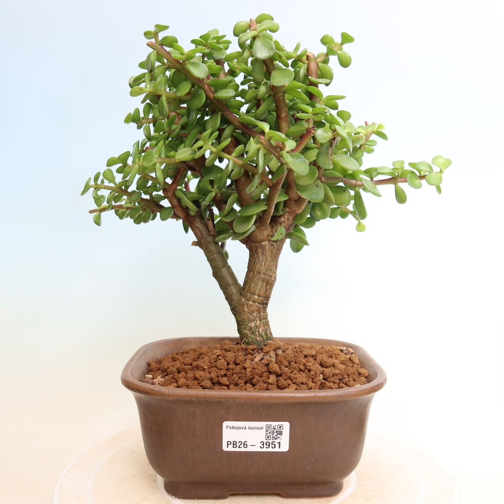 Szoba bonsai - Portulakaria Afra - Tlustice